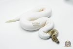 5821 0.1 MOJAVE PASTEL PIEBALD - Image 2