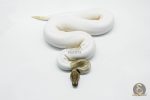 5821 0.1 MOJAVE PASTEL PIEBALD - Image 3