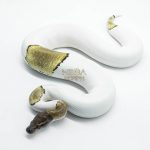 5822 0.1 MOJAVE PASTEL PIEBALD