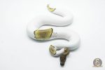 5822 0.1 MOJAVE PASTEL PIEBALD - Image 2