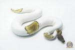 5822 0.1 MOJAVE PASTEL PIEBALD - Image 3