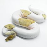 5824 1.0 MOJAVE PASTEL GHOST PIEBALD