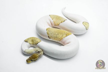 5824 1.0 MOJAVE PASTEL GHOST PIEBALD