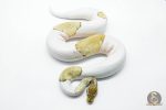 5824 1.0 MOJAVE PASTEL GHOST PIEBALD - Image 2
