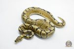5826 1.0 SPOTNOSE SPIDER YELLOW BELLY HET CLOWN