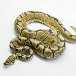 5826 1.0 SPOTNOSE SPIDER YELLOW BELLY HET CLOWN