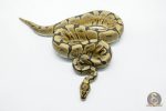 5826 1.0 SPOTNOSE SPIDER YELLOW BELLY HET CLOWN - Image 2