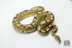 5826 1.0 SPOTNOSE SPIDER YELLOW BELLY HET CLOWN - Image 3