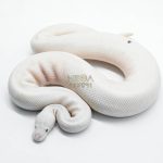 5827 1.0 RUSSO PIEBALD
