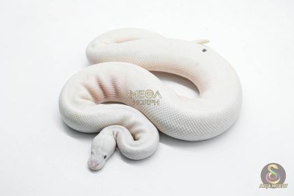 5827 1.0 RUSSO PIEBALD