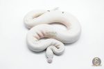 5827 1.0 RUSSO PIEBALD - Image 2