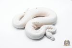 5827 1.0 RUSSO PIEBALD - Image 3