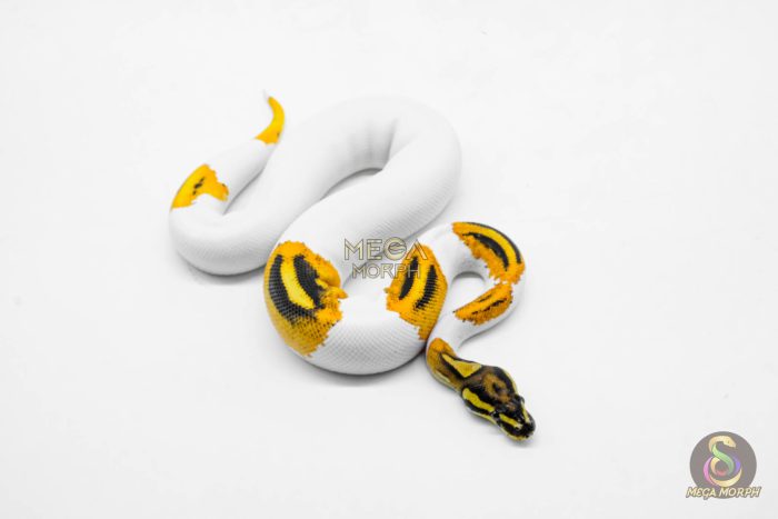 5907-2-1.jpg 5907 0.1 SUPER ORANGE DREAM YELLOW BELLY PIED - Image 2