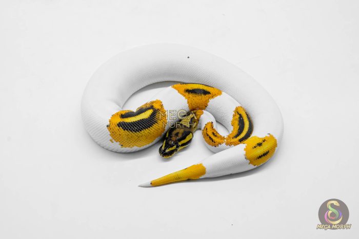 5907-3-1.jpg 5907 0.1 SUPER ORANGE DREAM YELLOW BELLY PIED - Image 3