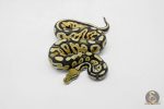 5910 0.1 ORANGE DREAM BLACK PASTEL FIRE HET CRYPTIC OR CLOWN