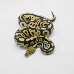 5910 0.1 ORANGE DREAM BLACK PASTEL FIRE HET CRYPTIC OR CLOWN