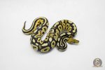 5910 0.1 ORANGE DREAM BLACK PASTEL FIRE HET CRYPTIC OR CLOWN - Image 2