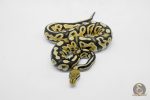 5910 0.1 ORANGE DREAM BLACK PASTEL FIRE HET CRYPTIC OR CLOWN - Image 3