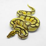 5912 1.0 ORANGE DREAM ENCHI FIRE YELLOW BELLY HET CRYPTIC OR CLOWN