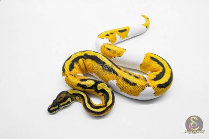 5916 0.1 SUPER ORANGE DREAM YELLOW BELLY PIED