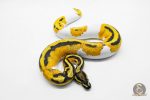 5916 0.1 SUPER ORANGE DREAM YELLOW BELLY PIED - Image 2