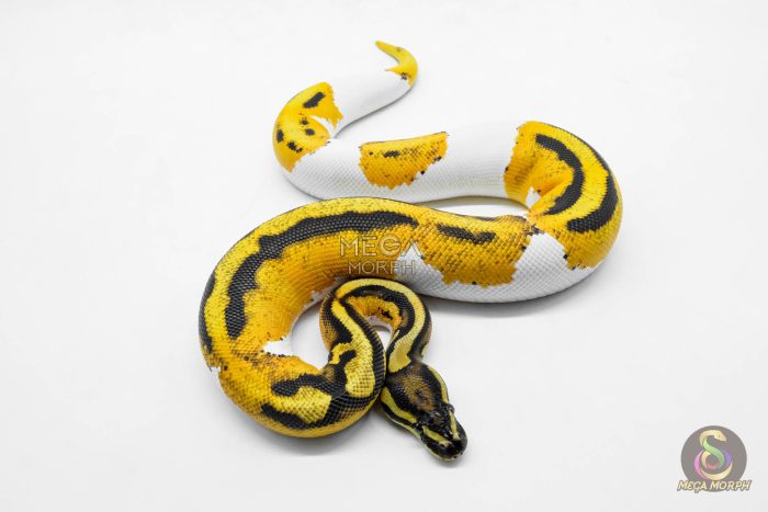 5916-2-1.jpg 5916 0.1 SUPER ORANGE DREAM YELLOW BELLY PIED - Image 2