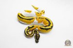 5916 0.1 SUPER ORANGE DREAM YELLOW BELLY PIED - Image 3