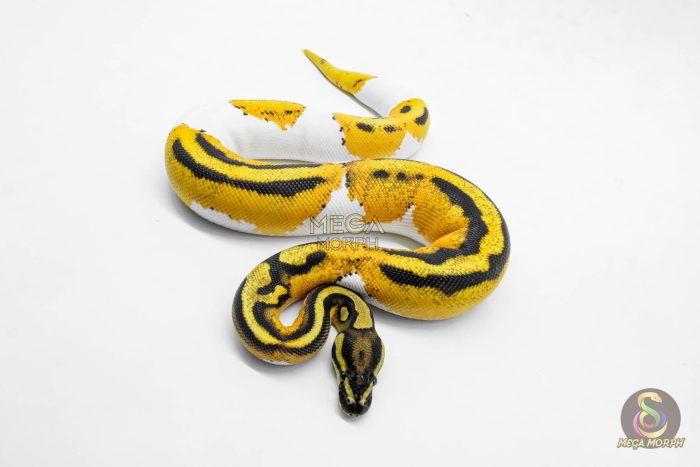 5916-3-1.jpg 5916 0.1 SUPER ORANGE DREAM YELLOW BELLY PIED - Image 3