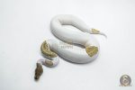 5917 0.1 ORANGE DREAM MOJAVE PIED POSS YELLOW BELLY