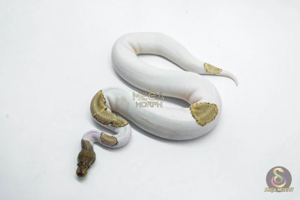 5917 0.1 ORANGE DREAM MOJAVE PIED POSS YELLOW BELLY