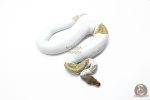 5917 0.1 ORANGE DREAM MOJAVE PIED POSS YELLOW BELLY - Image 2