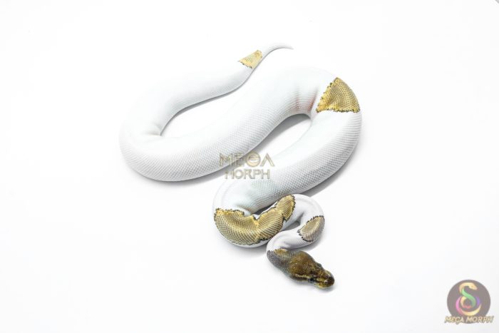 5917-2-1.jpg 5917 0.1 ORANGE DREAM MOJAVE PIED POSS YELLOW BELLY - Image 2