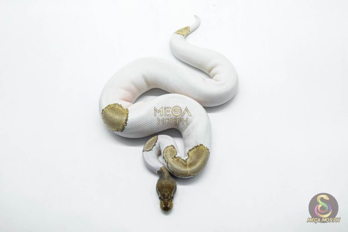 5917-3-1.jpg 5917 0.1 ORANGE DREAM MOJAVE PIED POSS YELLOW BELLY - Image 3