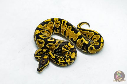 5918 0.1 YELLOW BELLY PIED