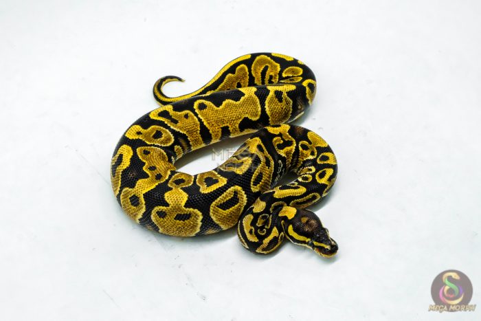 5918-2-1.jpg 5918 0.1 YELLOW BELLY PIED - Image 2