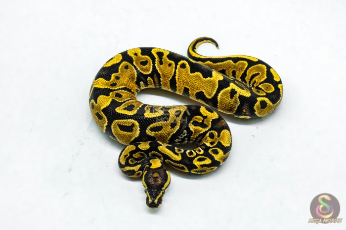 5918-3-1.jpg 5918 0.1 YELLOW BELLY PIED - Image 3