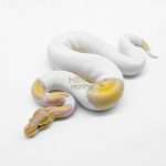 5921 1.0 CORAL GLOW BLACK PASTEL PIELD (FMK)