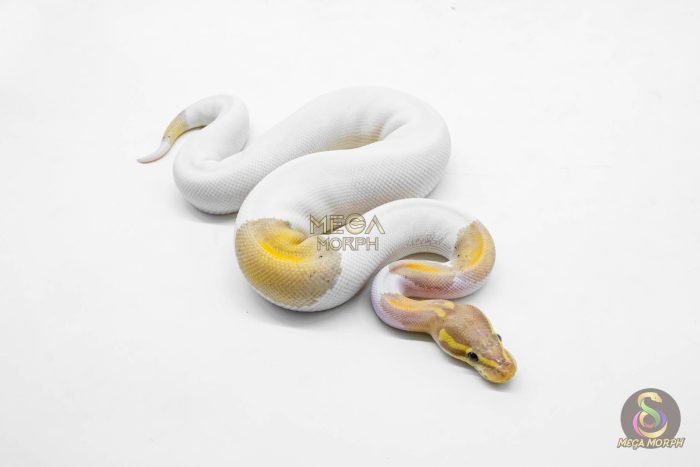 5921-2-1.jpg 5921 1.0 CORAL GLOW BLACK PASTEL PIELD (FMK) - Image 2