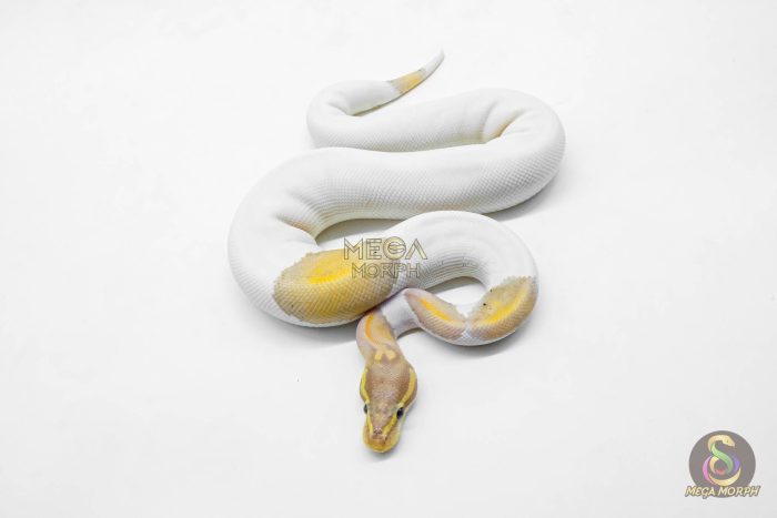 5921-3-1.jpg 5921 1.0 CORAL GLOW BLACK PASTEL PIELD (FMK) - Image 3