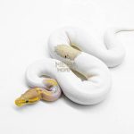 5923 0.1 CORAL GLOW BLACK PASTEL PIED