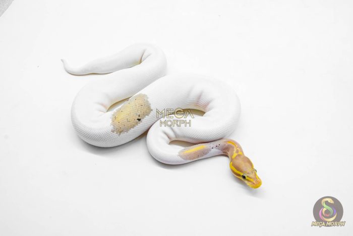 5923-2-1.jpg 5923 0.1 CORAL GLOW BLACK PASTEL PIED - Image 2