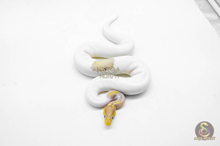 5923-3-1.jpg 5923 0.1 CORAL GLOW BLACK PASTEL PIED - Image 3