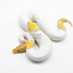 5924 0.1 CORAL GLOW BLACK PASTEL PIED