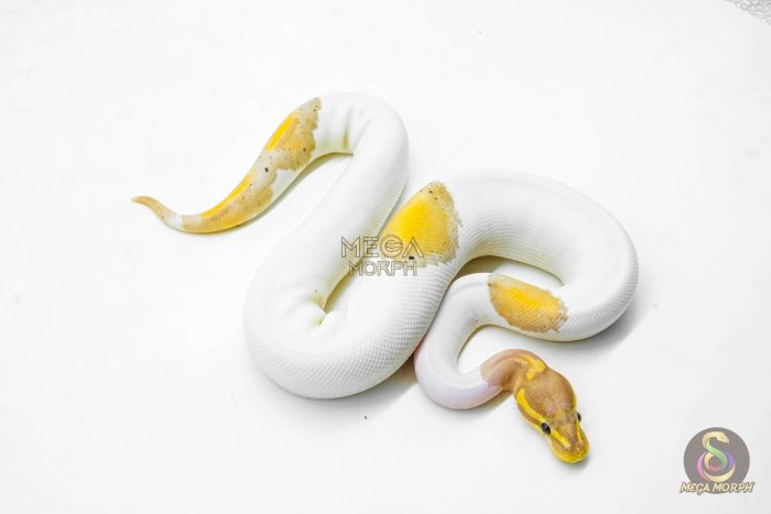 5924-2-1.jpg 5924 0.1 CORAL GLOW BLACK PASTEL PIED - Image 2