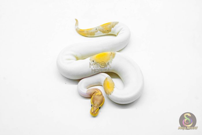 5924-3-1.jpg 5924 0.1 CORAL GLOW BLACK PASTEL PIED - Image 3