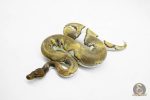 5937 1.0 BLACKHEAD MOJAVE ENCHI YELLOW BELLY PIED