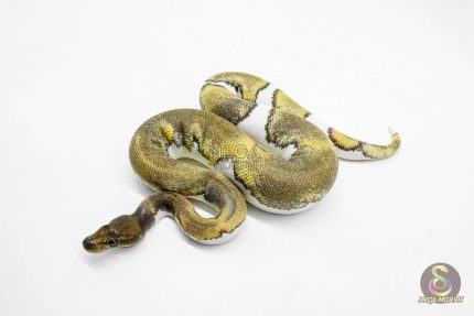 5937 1.0 BLACKHEAD MOJAVE ENCHI YELLOW BELLY PIED