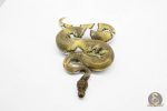 5937 1.0 BLACKHEAD MOJAVE ENCHI YELLOW BELLY PIED - Image 2