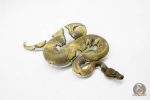 5937 1.0 BLACKHEAD MOJAVE ENCHI YELLOW BELLY PIED - Image 3