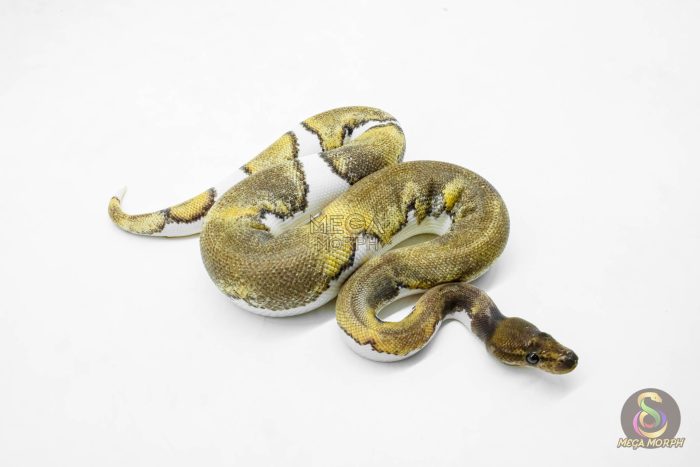 5937-3-1.jpg 5937 1.0 BLACKHEAD MOJAVE ENCHI YELLOW BELLY PIED - Image 3